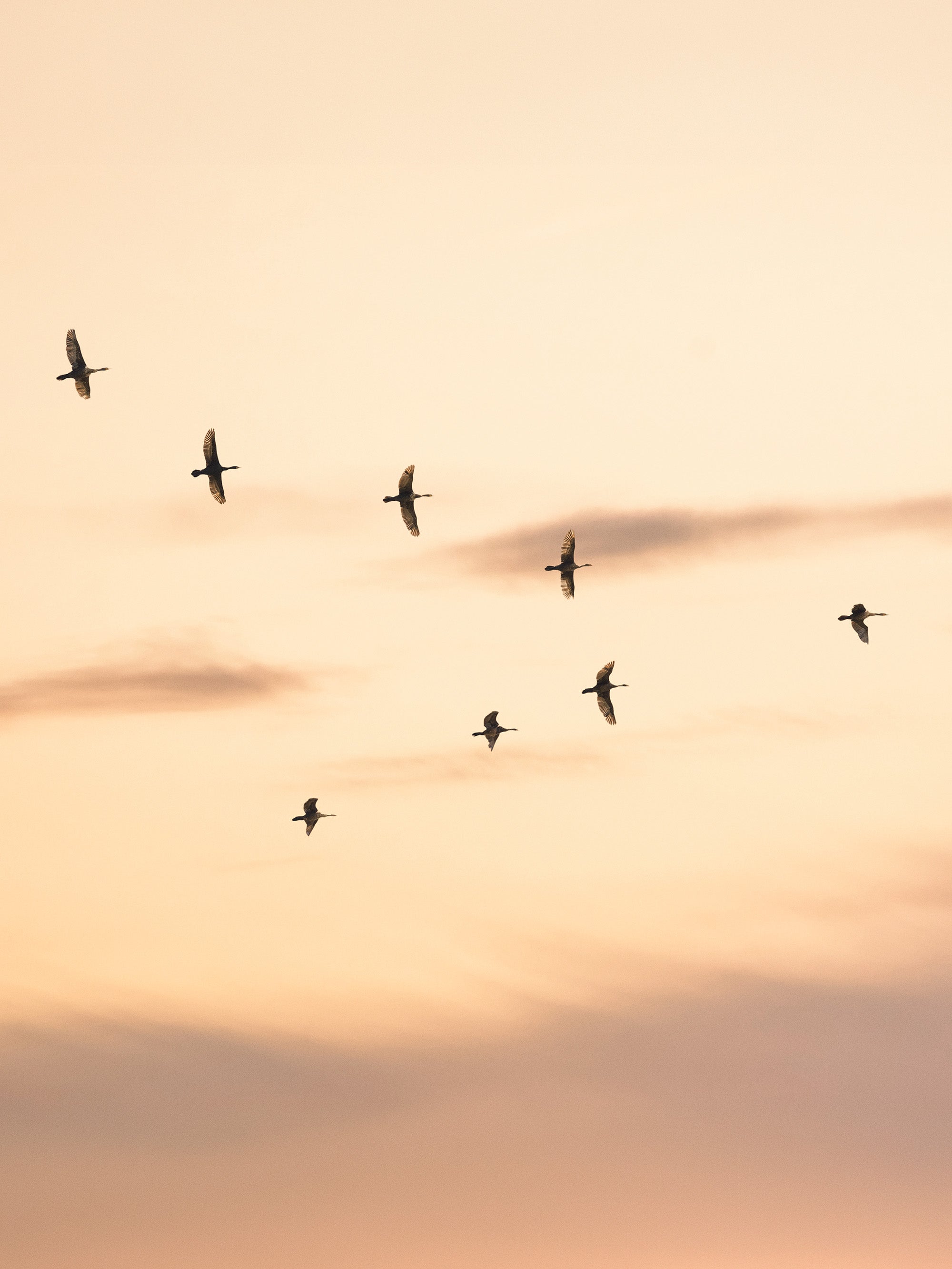 Migratory Birds Print