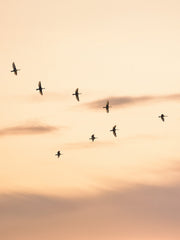 Migratory Birds Print