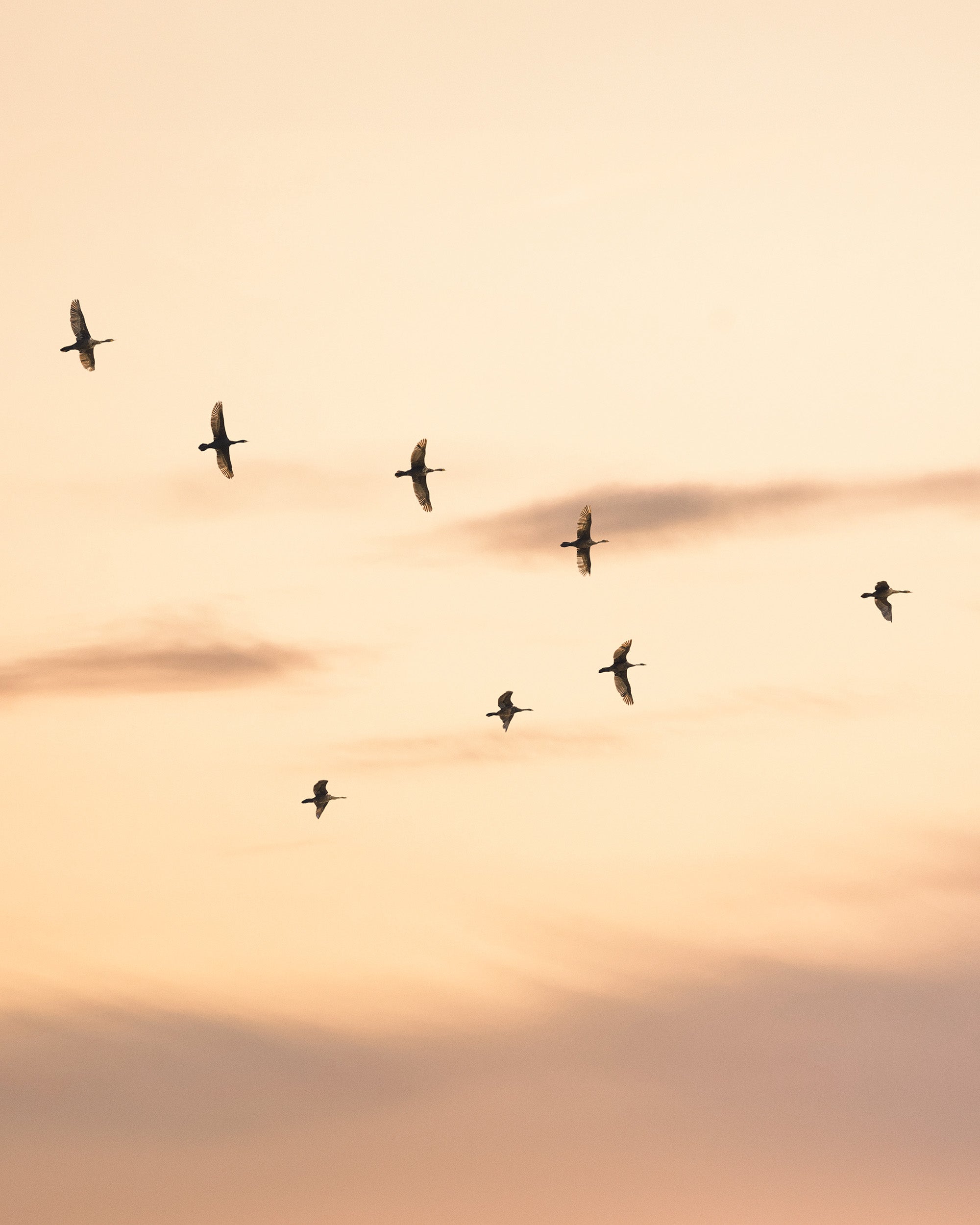 Migratory Birds Print