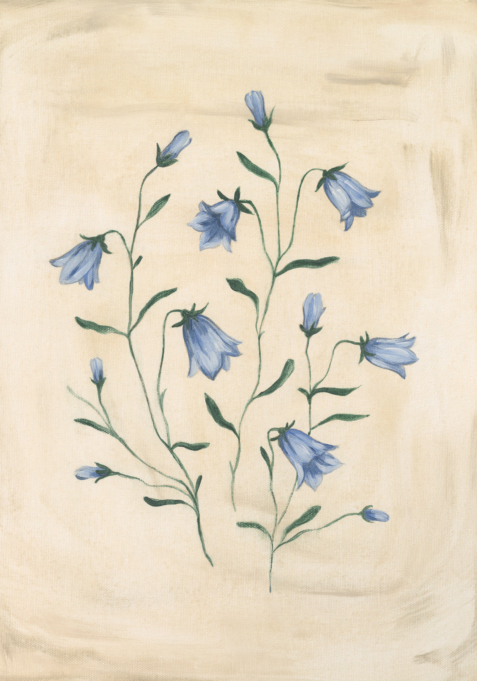 Bluebell Study Print