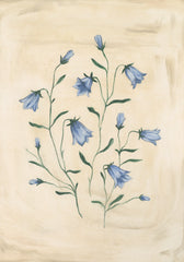 Bluebell Study Print