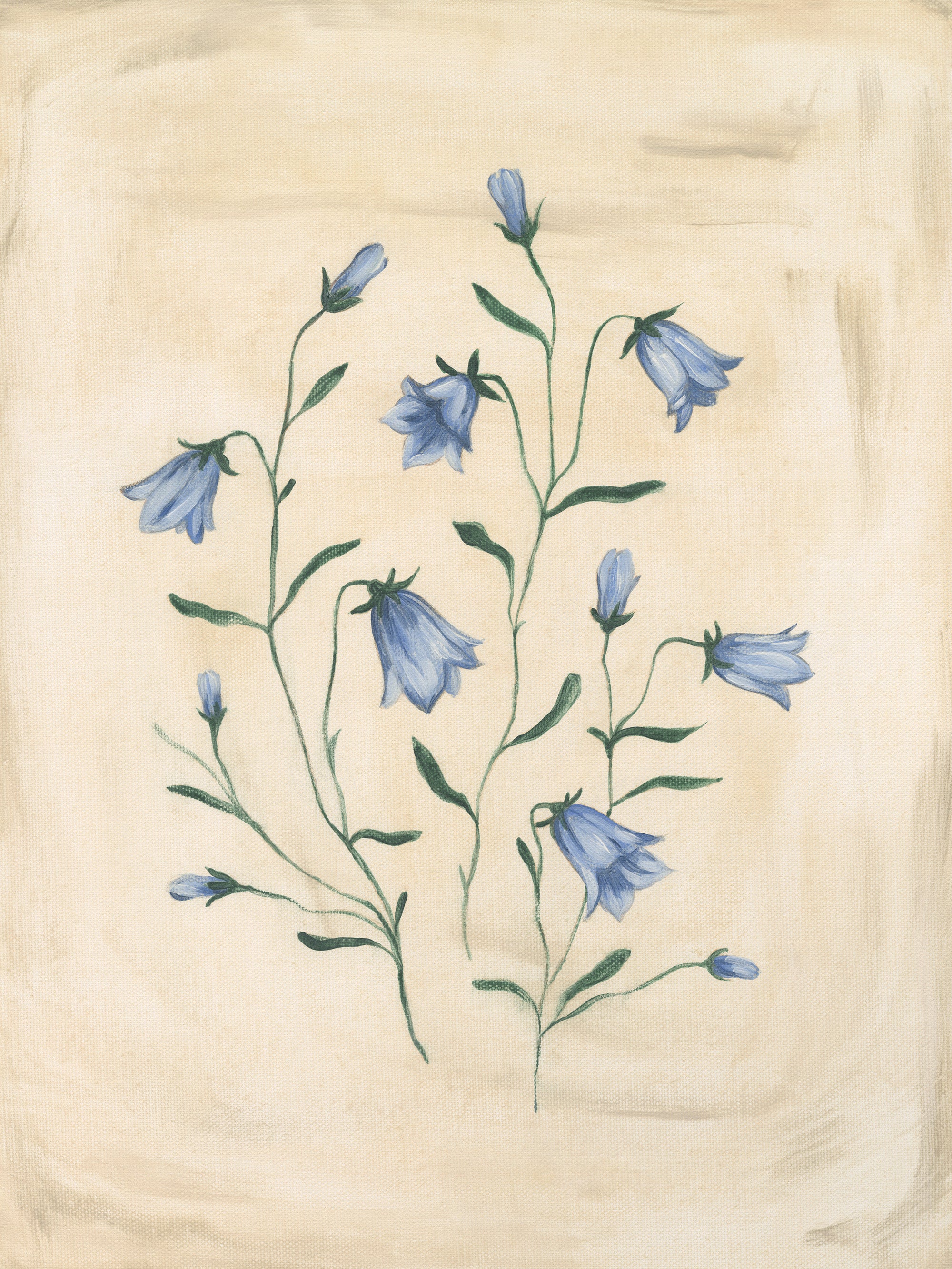 Bluebell Study Print