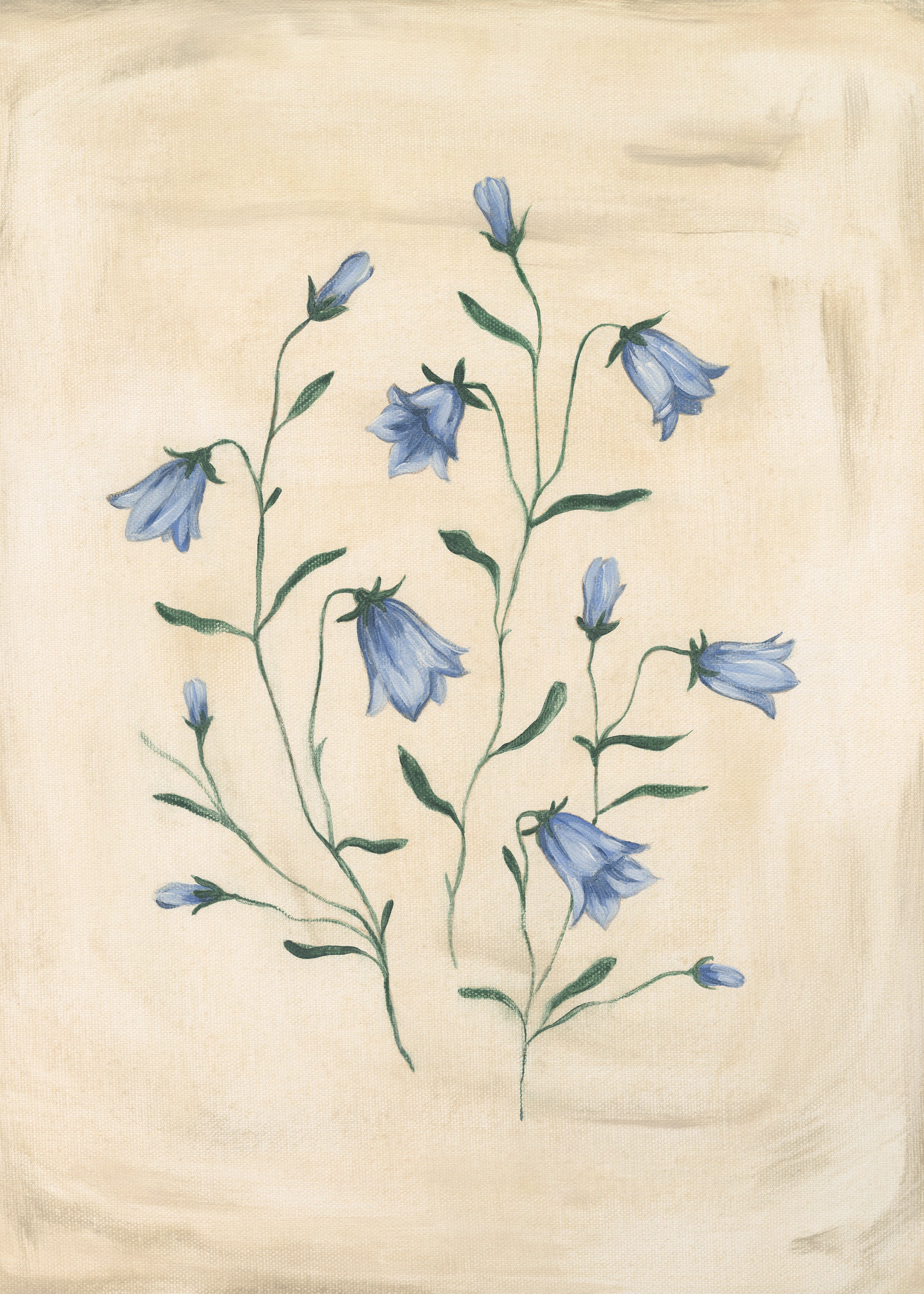 Bluebell Study Print