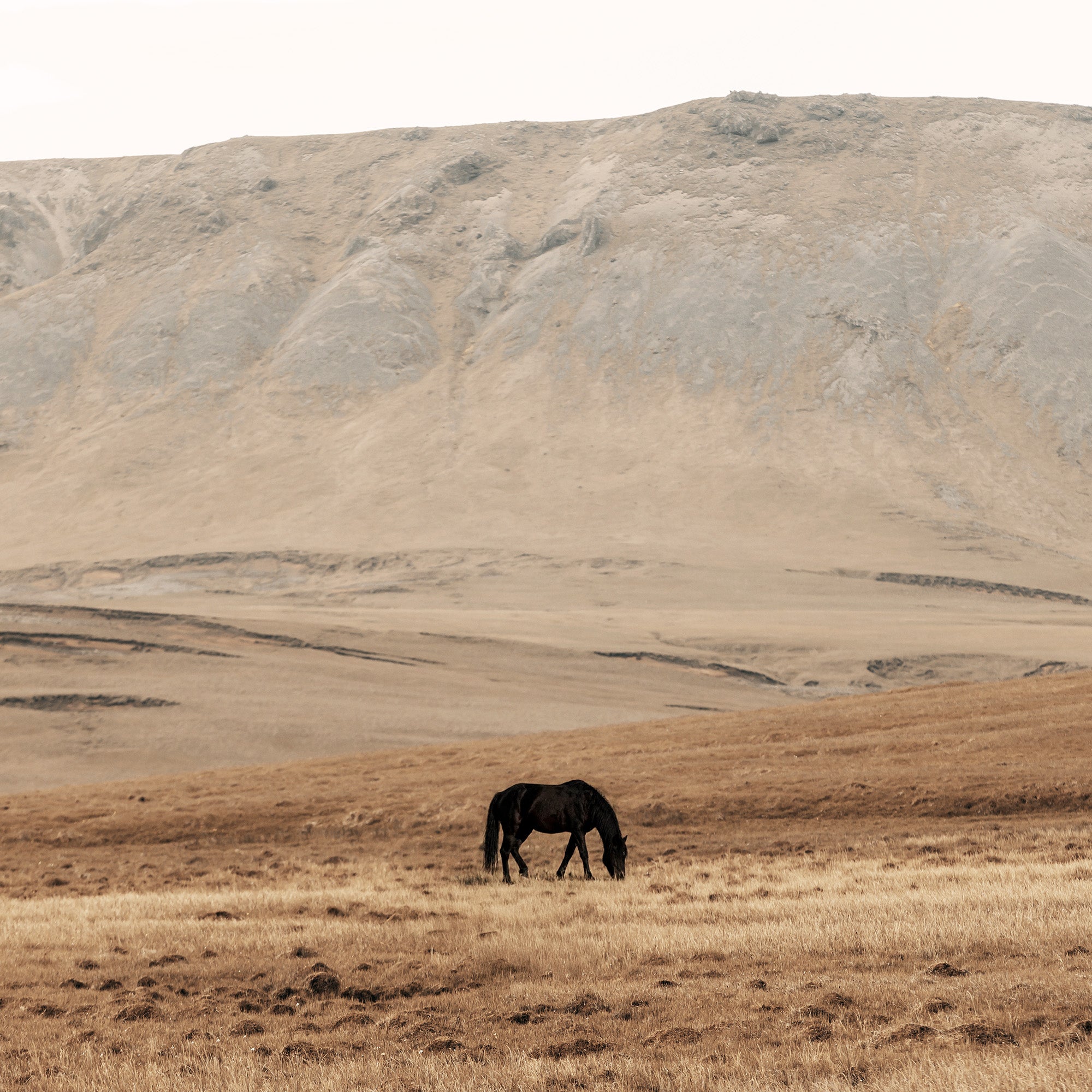 Horse in Meadow Print